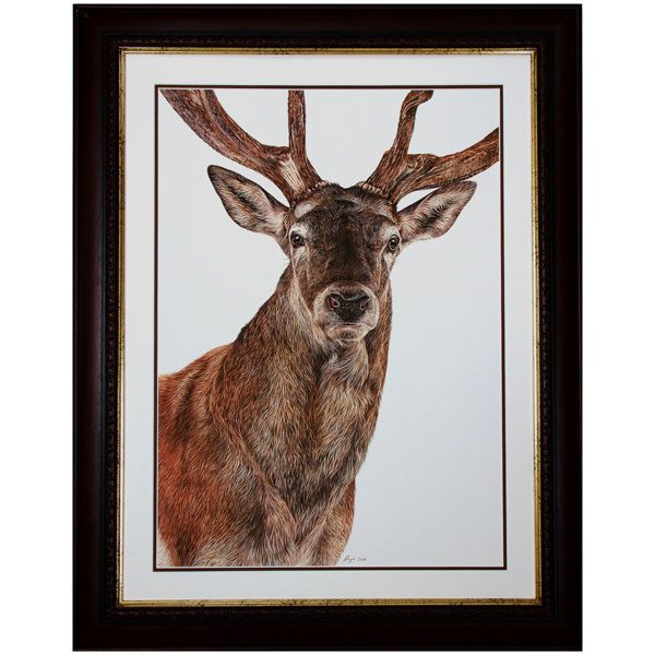 Monarch - Framed Red Deer Stag Portrait