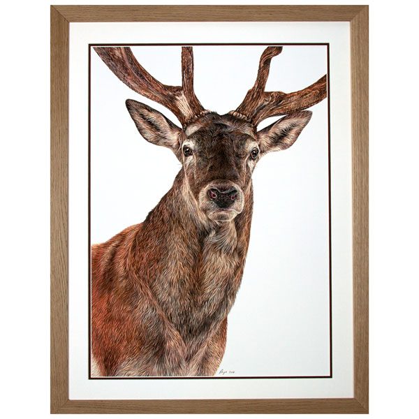 Monarch - Red Deer Stag Portrait in Oak Frame