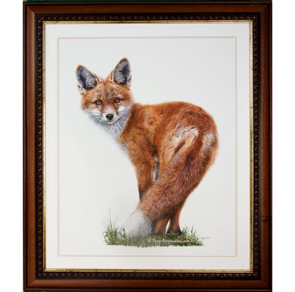 Brief Encounter - Red Fox Portrait in a walnut/gold frame