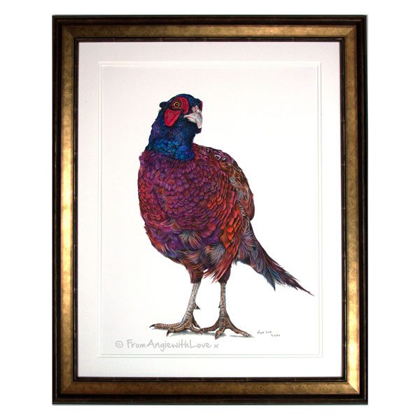 Inquisitive George Framed Pheasant Portrait