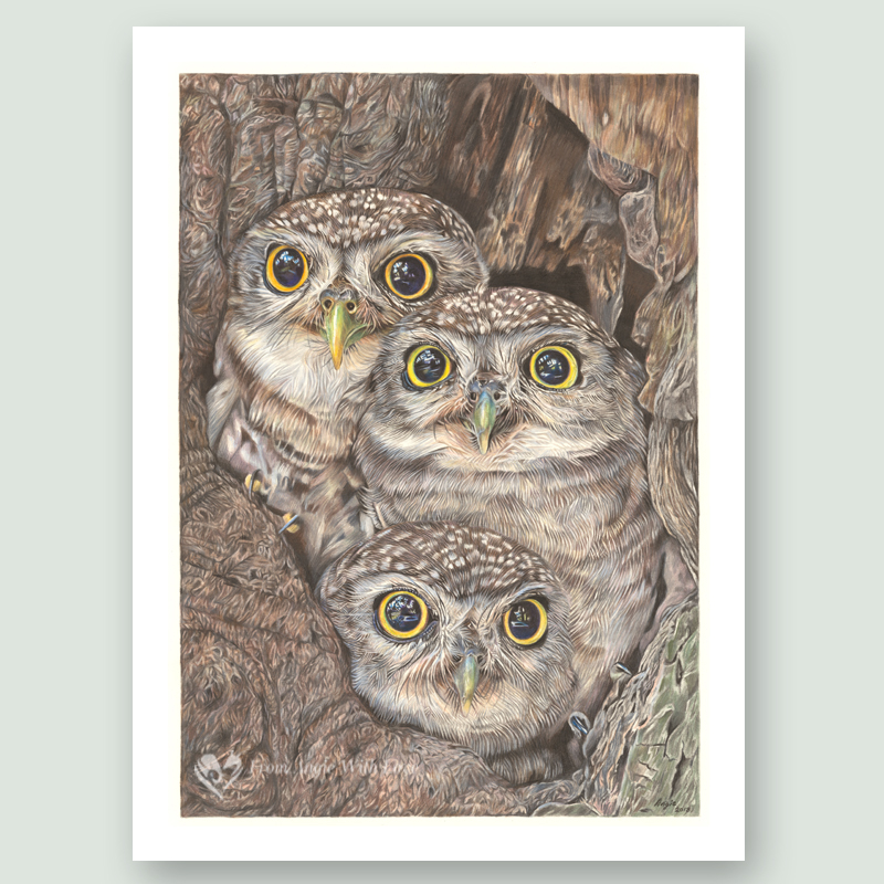 Fledging Day - Little Owl Portrait by Wildlife Artist Angie