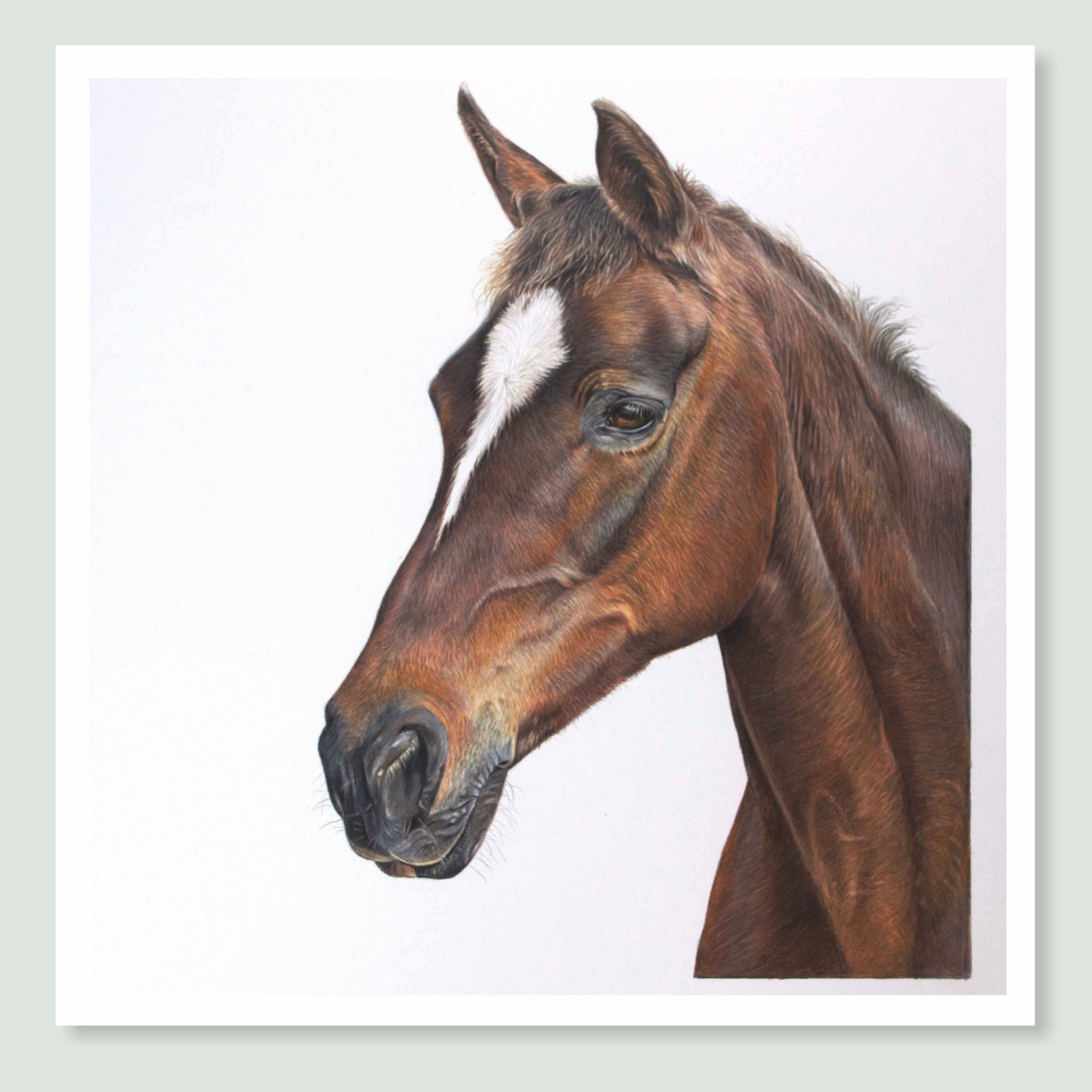 Absolutely Fabulous - coloured pencil horse portrait by pet artist Angie.