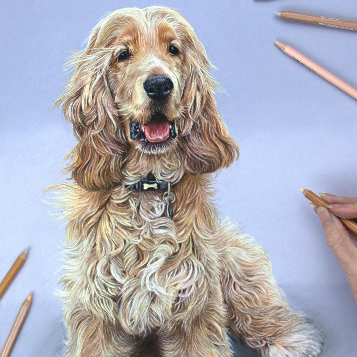 Barney - coloured Pencil Cocker Spaniel portrait by pet artist Angie.