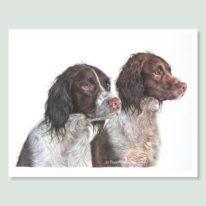Bubba & Kona - coloured pencil English Springer Spaniel portrait by pet artist Angie.