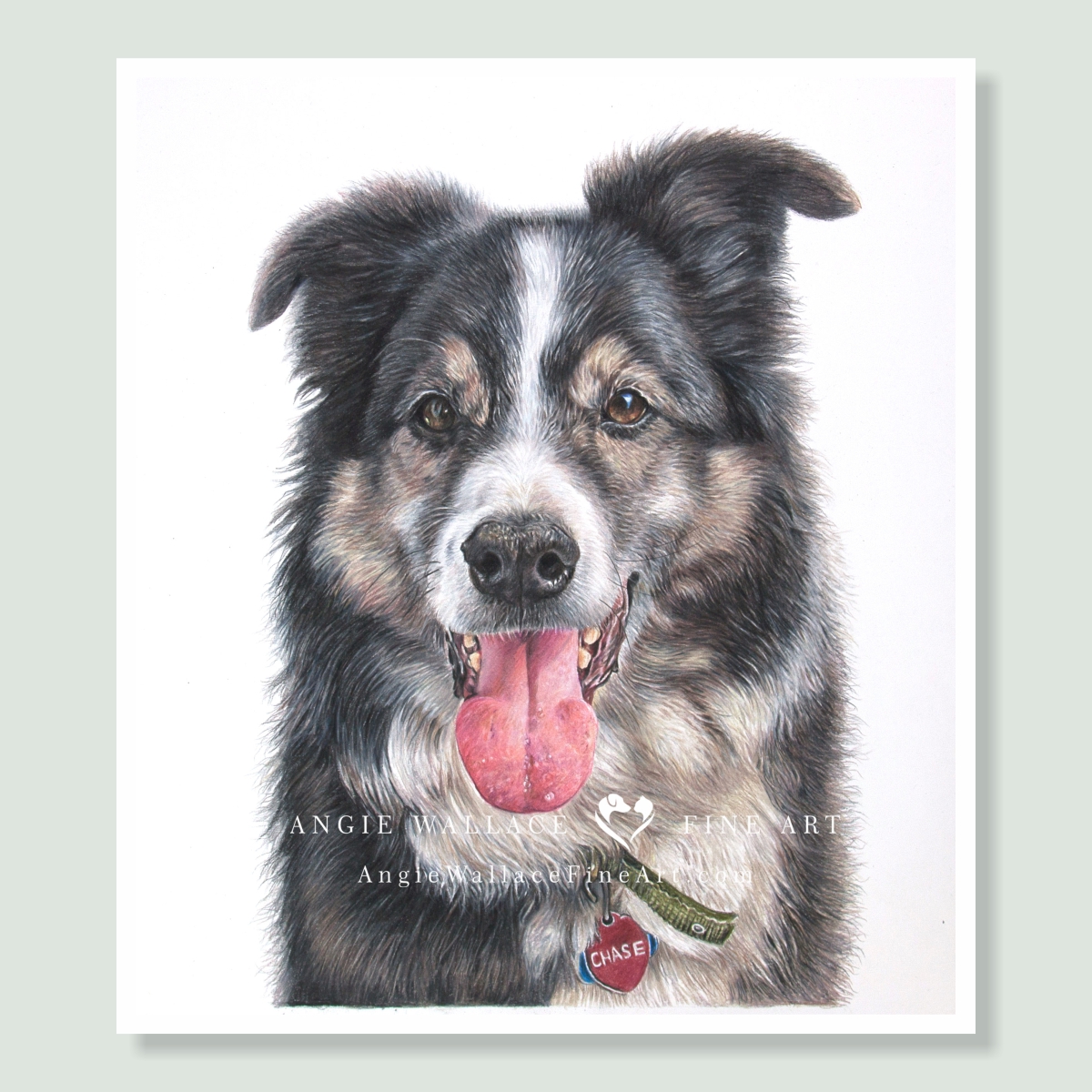 Chase - coloured Pencil Dog portrait by pet artist Angie.