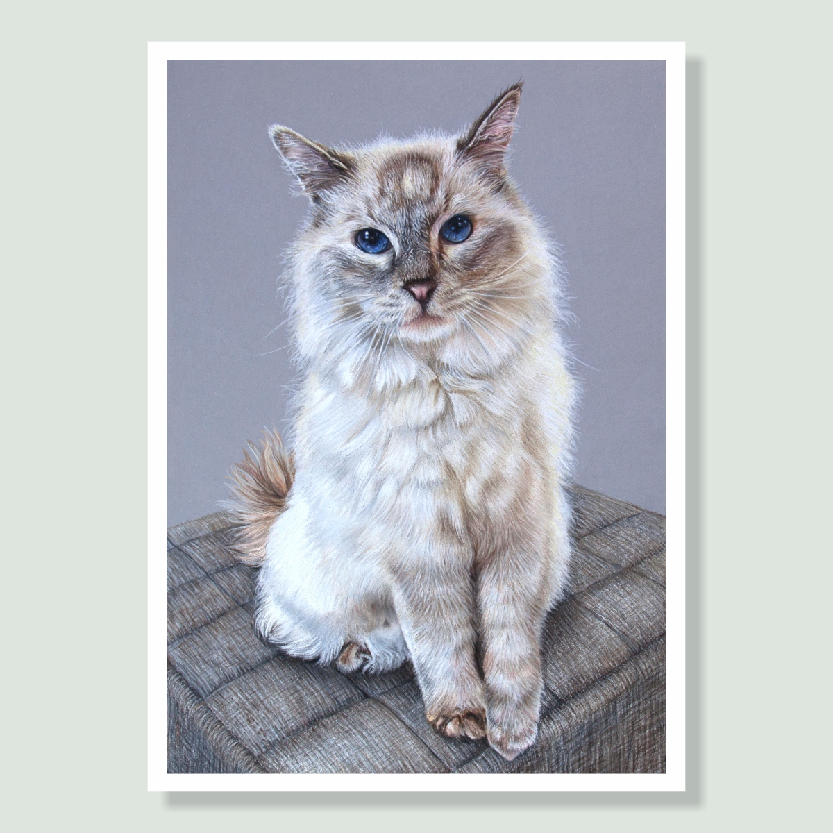 Chelsea - coloured pastel cat portrait by pet artist Angie.