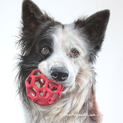 Chinook - coloured Pencil Border Collie portrait by pet artist Angie.
