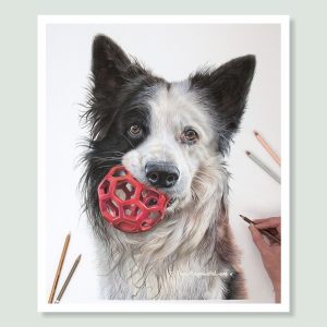 Chinook - coloured Pencil Border Collie portrait by pet artist Angie.