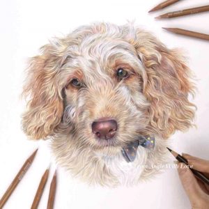 Fudge - coloured pencil Cockapoo portrait