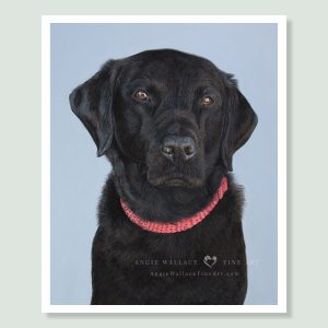 Henry - coloured pastel Labrador Retriever portrait by pet artist Angie.