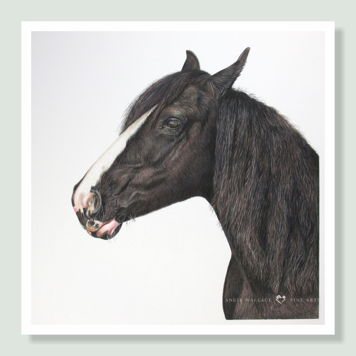 Libby - coloured pencil horse portrait by pet artist Angie.