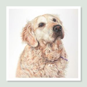 Lucy - coloured pencil Labrador Retriever portrait by pet artist Angie.