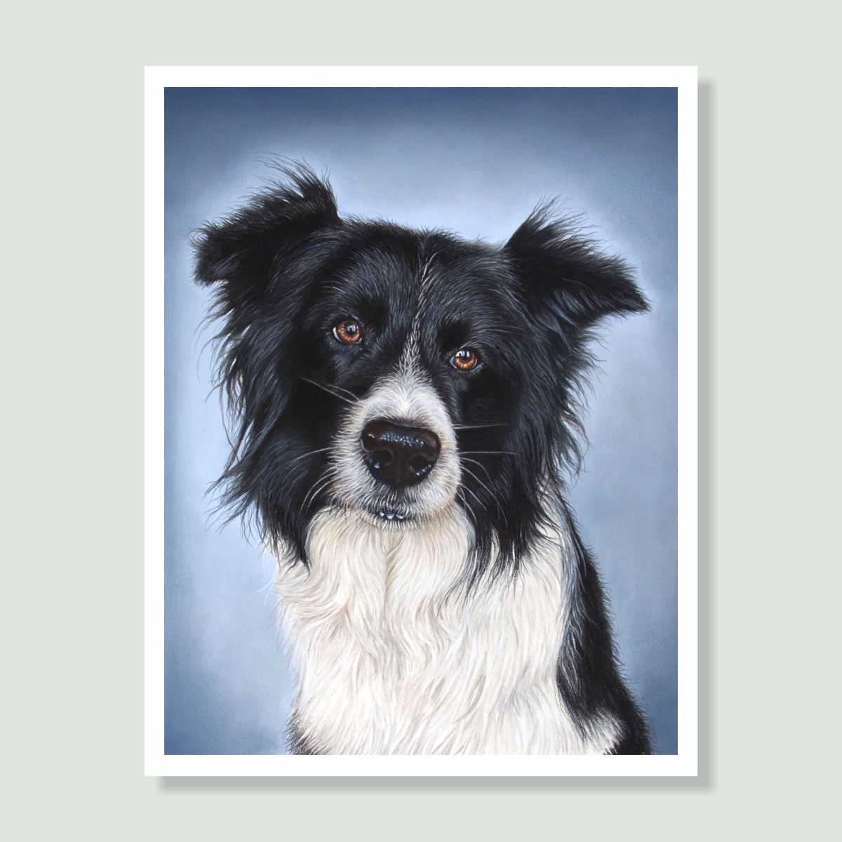 Merlin - coloured pastel Border Collie portrait by pet artist Angie.