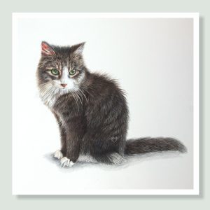 Mittens - coloured pencil cat portrait by pet artist Angie.