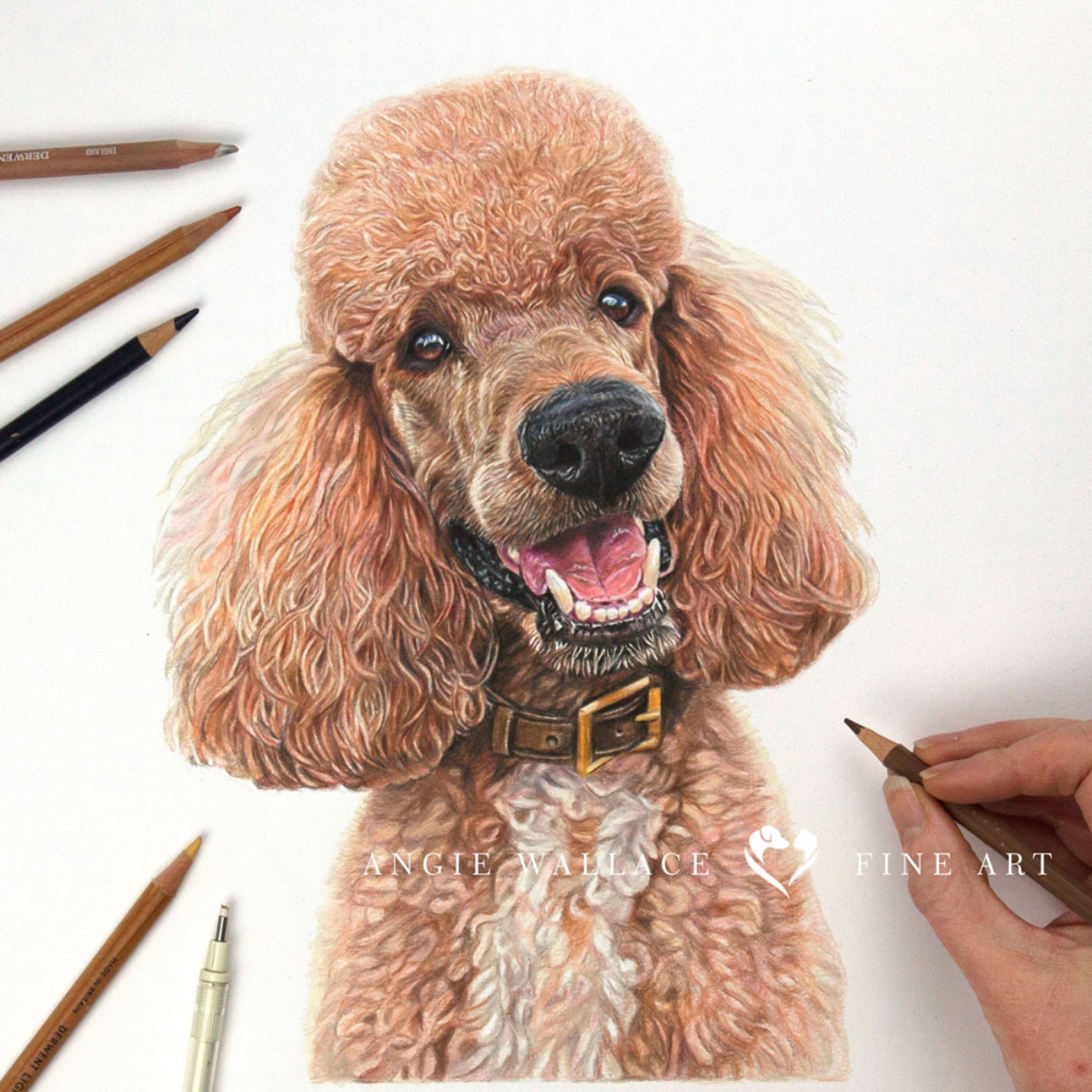 Reuben - coloured Pencil Poodle portrait by pet artist Angie.
