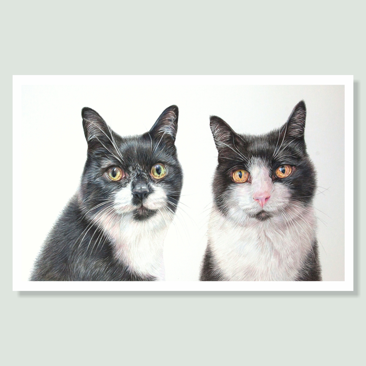 Sox & Lucy - coloured pencil cat portrait by pet artist Angie.