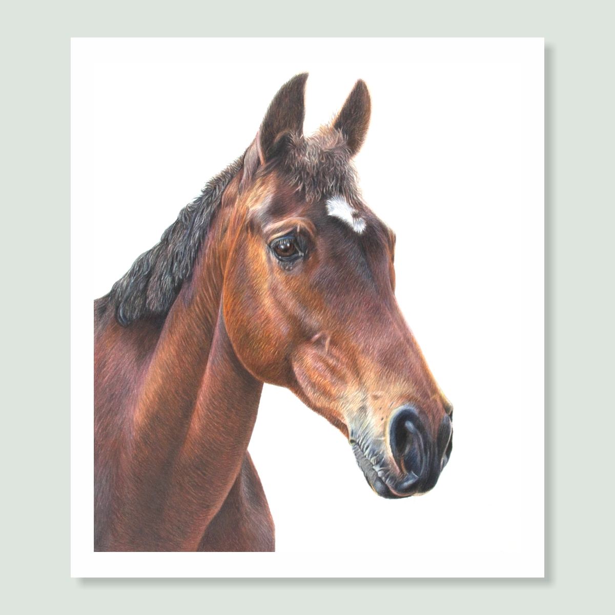Crowne Affaere - coloured pencil horse portrait by pet artist Angie.