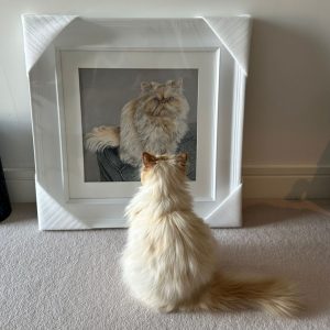 Winky the cat admiring his new portrait by wildlife and pet artist Angie