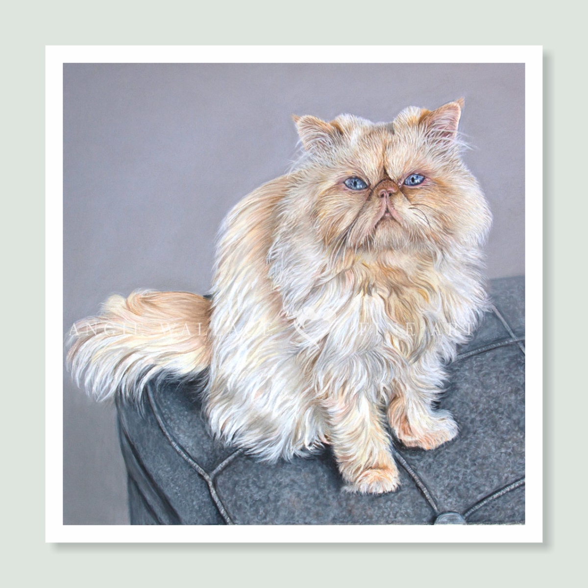 Winky - coloured pastel Persian cat portrait by pet artist Angie.