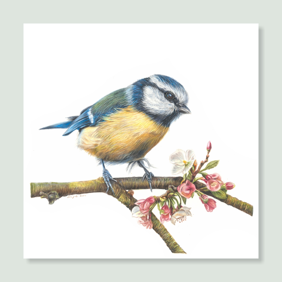 UK Garden Bird Collection - Blue Tit study by wildlife artist Angie.