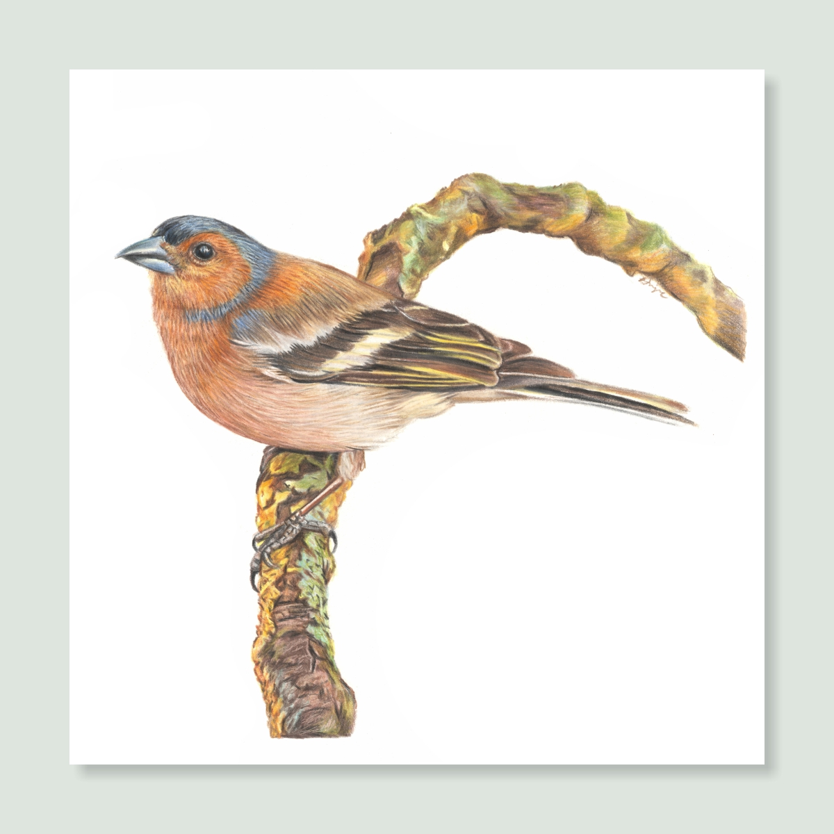 UK Garden Bird Collection - Chaffinch study by wildlife artist Angie.