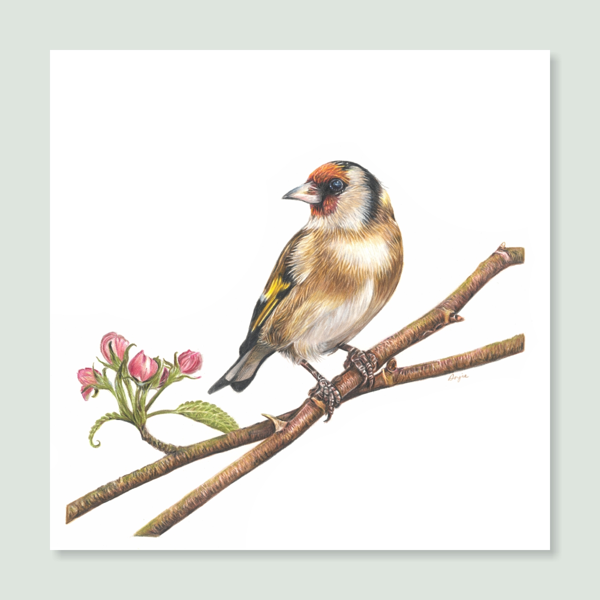 UK Garden Bird Collection - Goldfinch study by wildlife artist Angie.