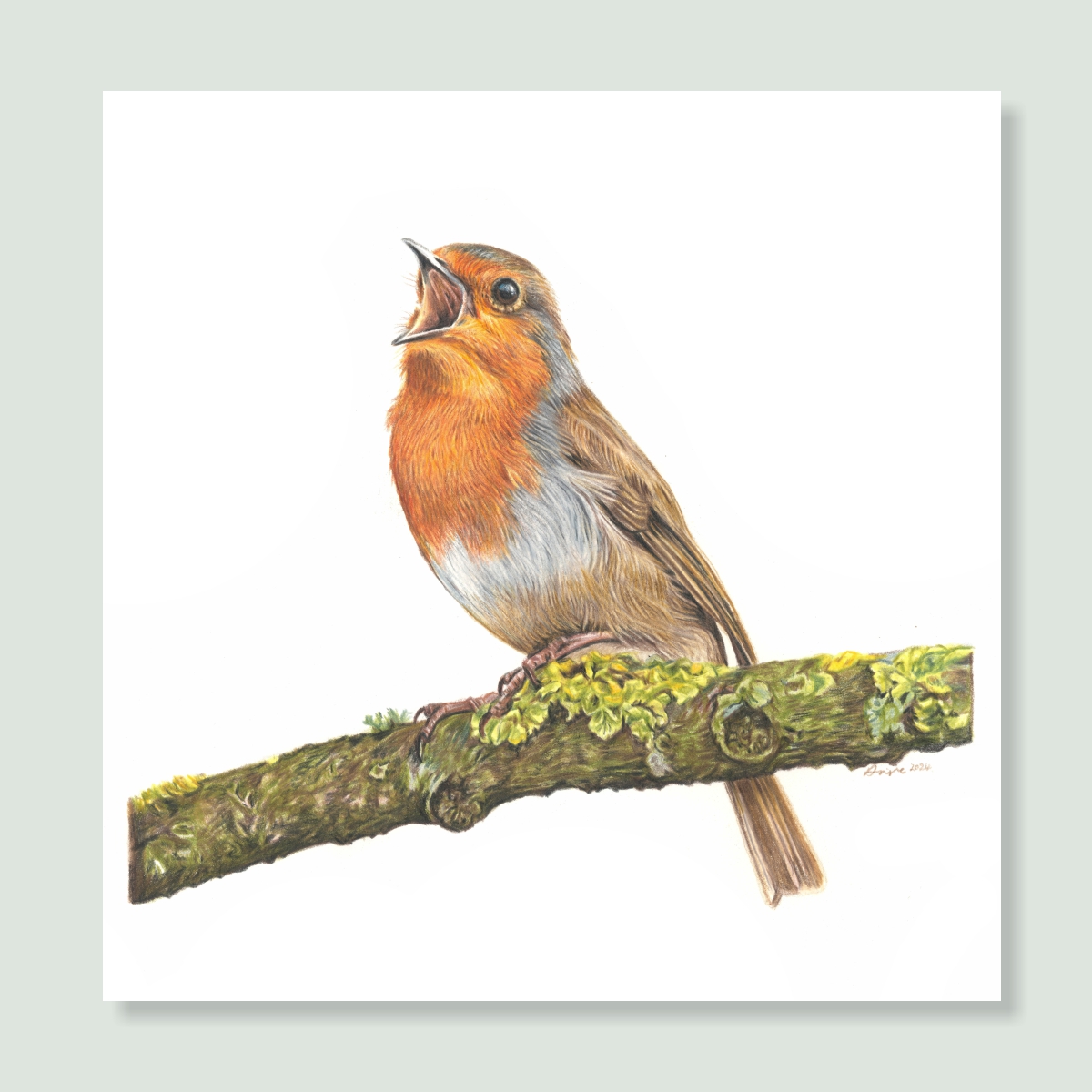 UK Garden Bird Collection - Robin study by wildlife artist Angie.