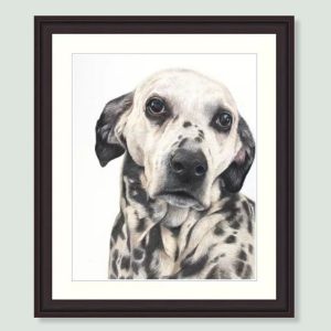 Sally - coloured pencil Dalmatian portrait by pet artist Angie.