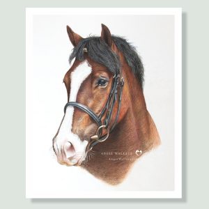 Tudur - coloured pastel horse portrait by pet artist Angie.
