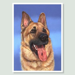 Archie - coloured pastel German Shepherd portrait by pet artist Angie.