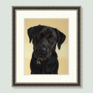 Hector - coloured pastel Labrador Retriever portrait by pet artist Angie.
