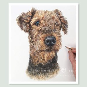 Queeny - coloured Pencil Airedale Terrier portrait by pet artist Angie.
