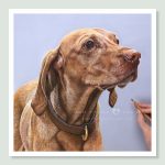Jazz - coloured Pastel Hungarian Vizsla portrait by pet artist Angie.