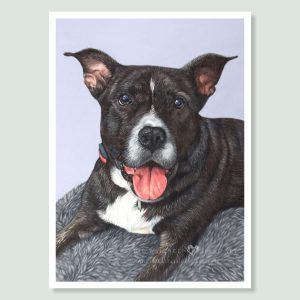 Bentley - coloured Pastel Dog portrait by pet artist Angie.