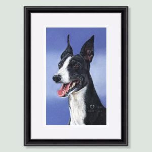 Champ - coloured Pastel Greyhound portrait by pet artist Angie.