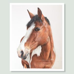 Annie - coloured pencil AES Warmblood Horse portrait by equine artist Angie.