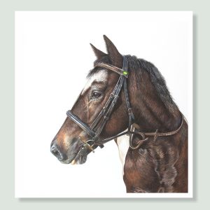 Pig - coloured pencil horse portrait by pet artist Angie.