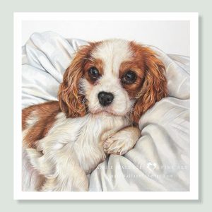 Cooper - coloured pencil Cavalier King Charles Spaniel portrait by dog artist Angie.