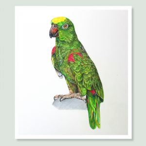 Edwardo - coloured pencil Amazon Parrot portrait by pet artist Angie.