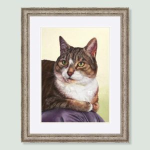 Kiba - coloured pencil cat portrait by pet artist Angie.