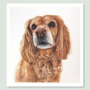 Poppy - coloured pencil Cocker Spaniel portrait by pet artist Angie.