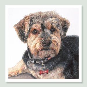 Charlie - coloured pencil dog portrait by pet artist Angie.