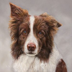 Norbu - coloured pastel Border Collie portrait by pet artist Angie.