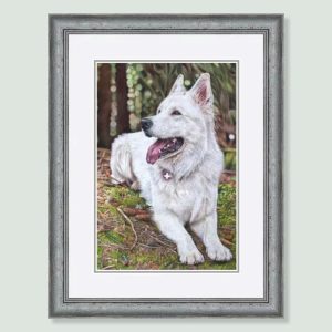 Oblack - coloured pastel Swiss Shepherd Dog portrait by pet artist Angie.